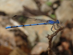 Argia lacrimans