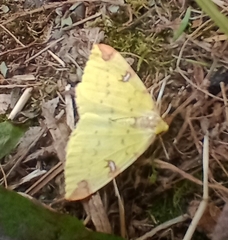 Opisthograptis luteolata