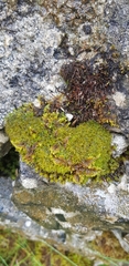 Ctenidium molluscum