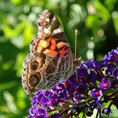 Vanessa virginiensis