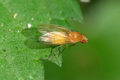 Lauxaniidae