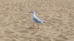 Chroicocephalus ridibundus