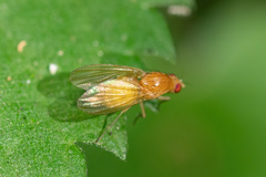 Lauxaniidae