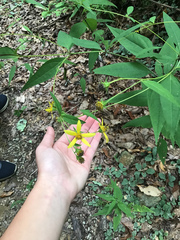 Helianthus microcephalus