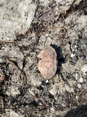 Metacarcinus magister