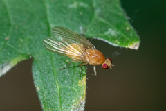 Lauxaniidae
