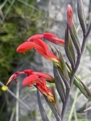 Gladiolus cunonius