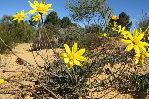 Image of Fringe Babooncabbage (Othonna ciliata) by (c) Paul Emms, some rights reserved (CC BY-SA)