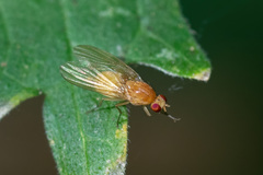 Lauxaniidae