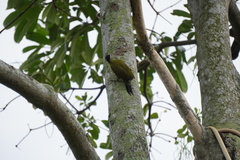 Picus vittatus