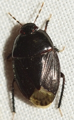 Macroscytus brunneus
