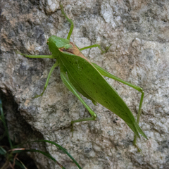 Amblycorypha rotundifolia