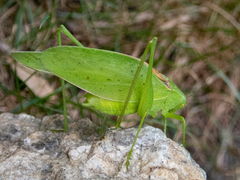 Amblycorypha rotundifolia