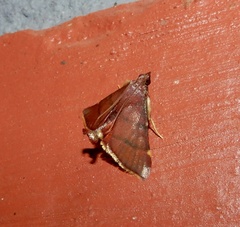 Hypsopygia