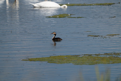 Podiceps cristatus