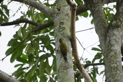 Picus vittatus