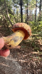Exsudoporus floridanus