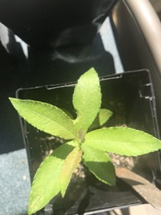 Salix bebbiana