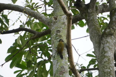 Picus vittatus
