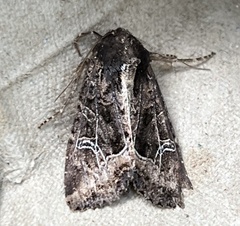 Helotropha reniformis