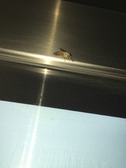 Tabanidae