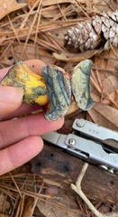 Exsudoporus floridanus