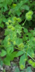 Sanicula canadensis