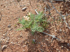 Dimorphotheca pinnata