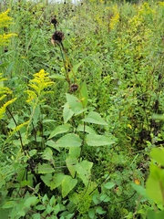 Helianthus pauciflorus