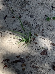 Paspalum setaceum