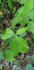 Sanicula canadensis