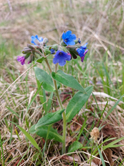 Pulmonaria mollis