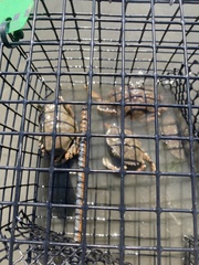 Metacarcinus magister