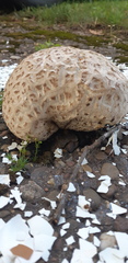 Calvatia