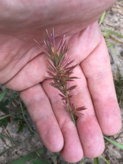 Eragrostis patens