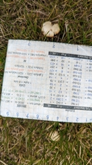 Cuphophyllus pratensis