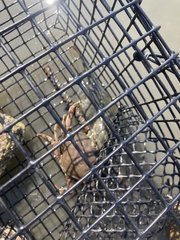 Metacarcinus magister