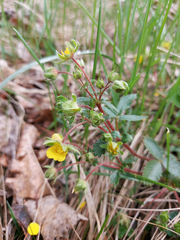 Potentilla fragarioides