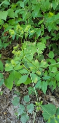 Sanicula canadensis