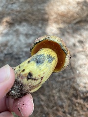 Exsudoporus floridanus