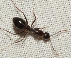 Camponotus sylvaticus