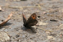 Erebia