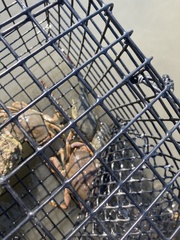 Metacarcinus magister