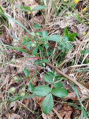 Potentilla fragarioides