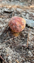 Exsudoporus floridanus