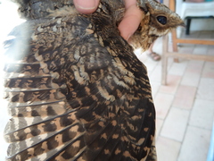 Caprimulgus ruficollis