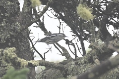 Mniotilta varia