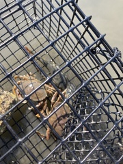 Metacarcinus magister