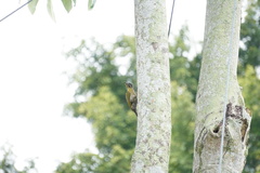 Picus vittatus