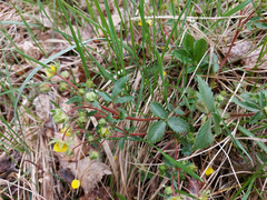 Potentilla fragarioides